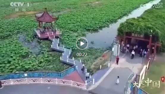绝美22秒！金湖荷花惊艳亮相央视